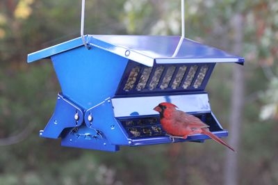 Electric Blue Absolute II Double Sided Squirrel Proof Bird Feeder