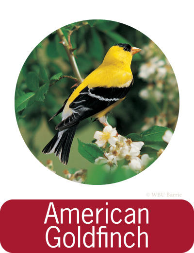 Attracting American Goldfinches ©