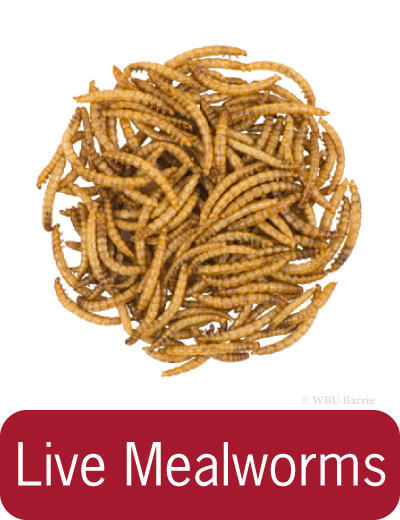 Food - Mealworms