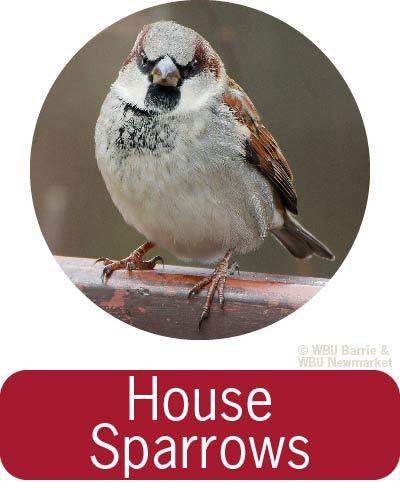 Problem Solving - House Sparrows