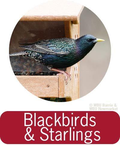 Problem Solving - Blackbirds 