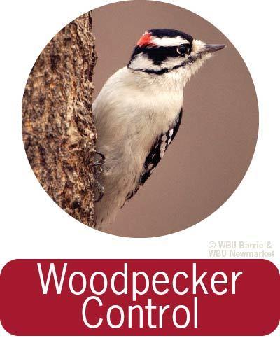 Problem Solving - Woodpecker Control