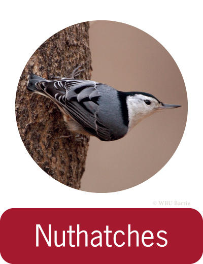Attracting Nuthatches ©