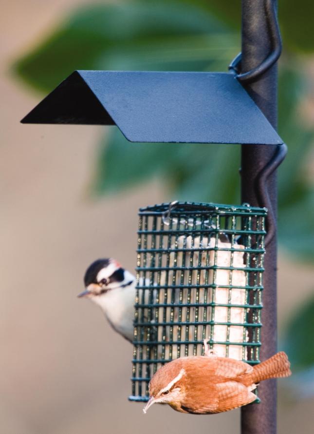 Wild Birds Unlimited Nature Shop