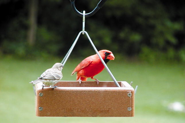 Wild Birds Unlimited | Tray Feeders | Barrie, ON