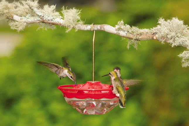 WBU Mini High Perch™ Hummingbird Feeder