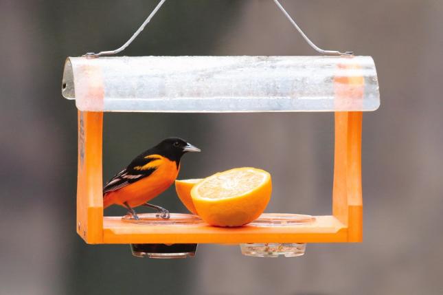 Recycled Oriole Feeder