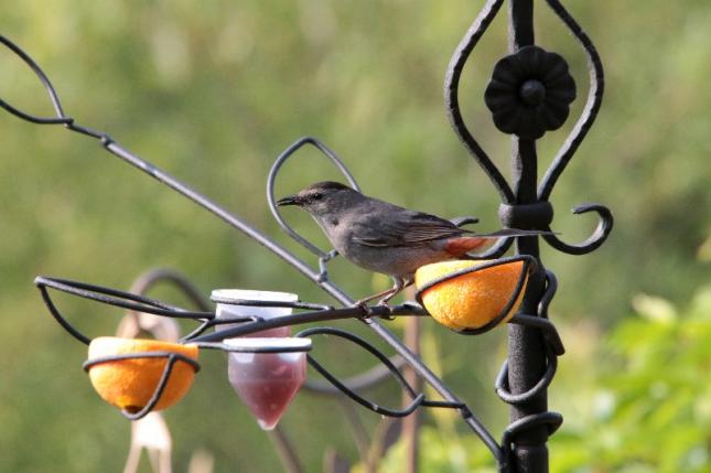 Wild Birds Unlimited Greenville South Carolina - unique rare bird