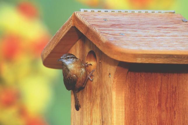 WBU House Wren/Chickadee Nesting Box