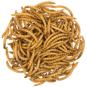 Live Mealworms