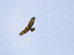 Sharp-shinned Hawk (Accipiter striatus)