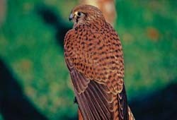 American Kestrel (Falco sparverius) 