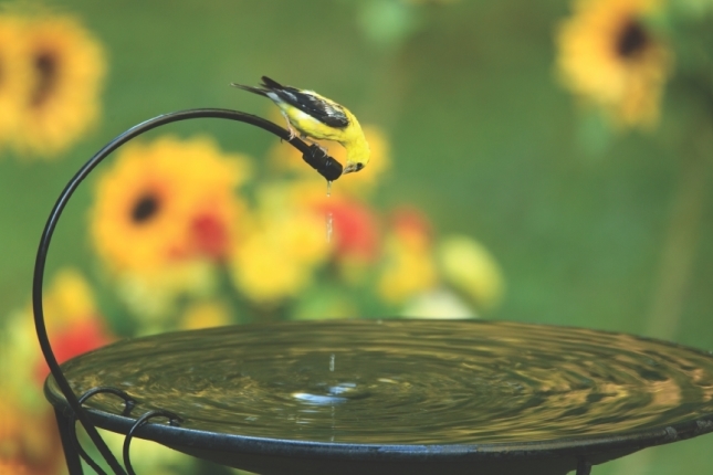 American Goldfinch at Birdbath