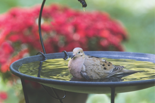 Mourning Dove in Birdbath