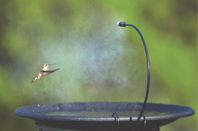 Hummingbird in Birdbath Mister