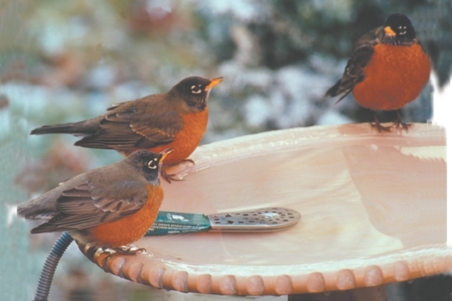 American Robins at Birdbath