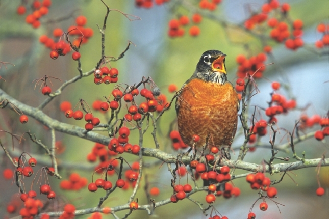 Offer robins what they need and they'll stick around