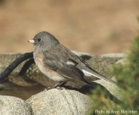 Dark-eyed Junco at Birdbath