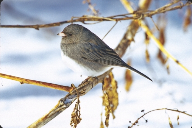 Dark-eyed Junco