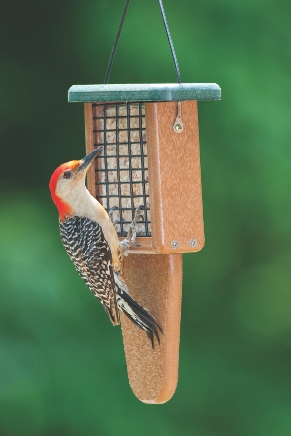 Værdiløs kort Bering strædet Wild Birds Unlimited - Nature Shop