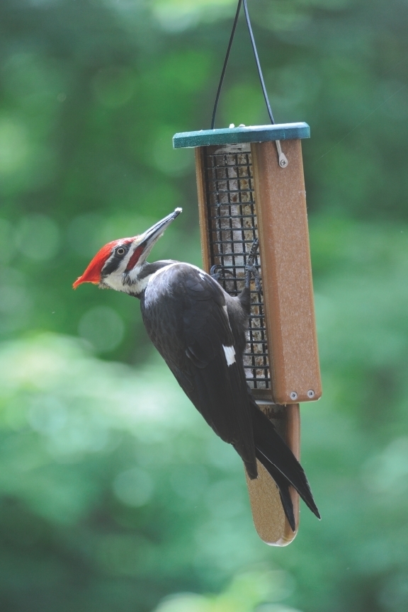 Pileated Woodpecker on Suet Feeder