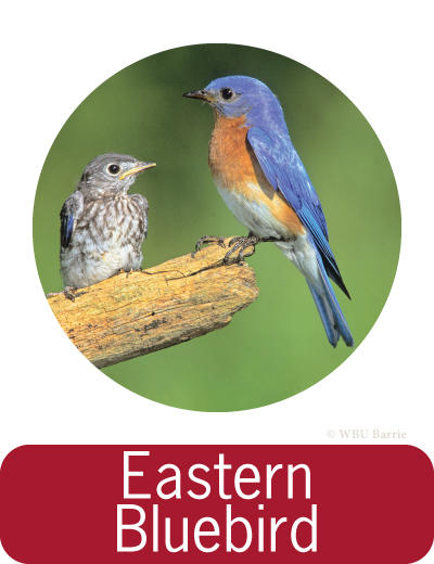 Attracting Eastern Bluebirds ©