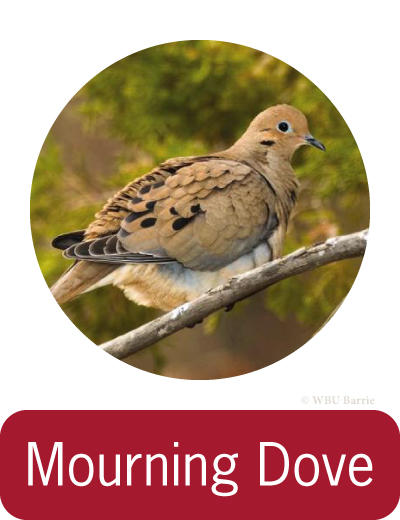 Attracting Mourning Doves ©