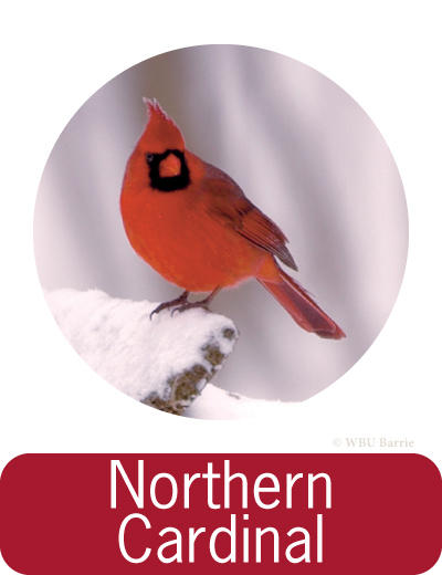 Attracting Northern Cardinals ©