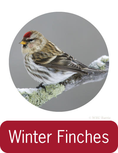 Attracting Winter Finches ©