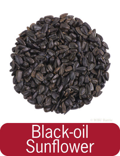 Black Oil Sunflower