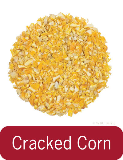 Food - Cracked Corn