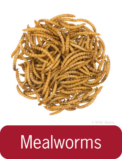 Food Mealworms