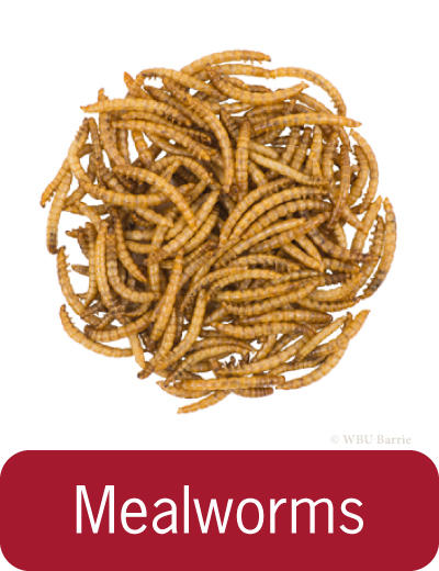 Mealworms