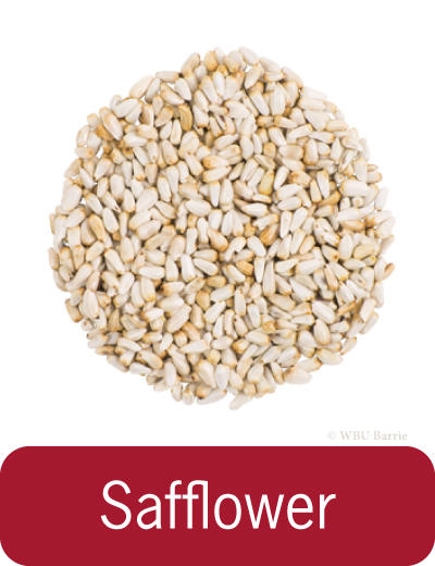 Safflower