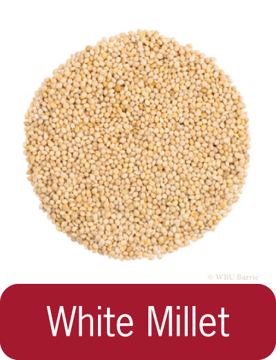 White Millet