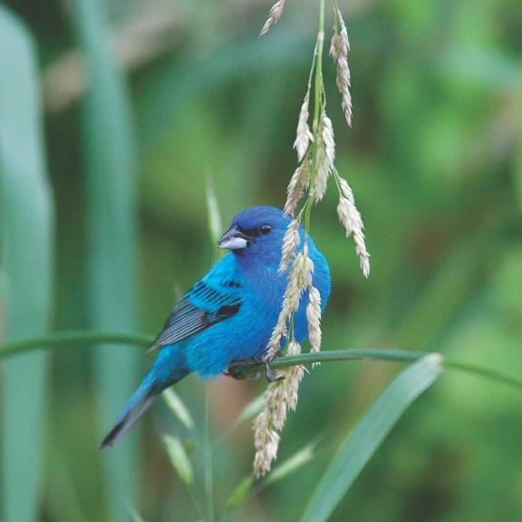 blue canary