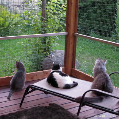 Catio