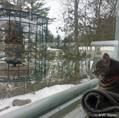 Cat at Window Feeder