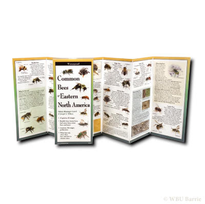 Sibley Pocket Guide Bees of Eastern NA