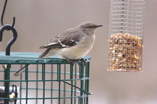 bird food for mockingbirds