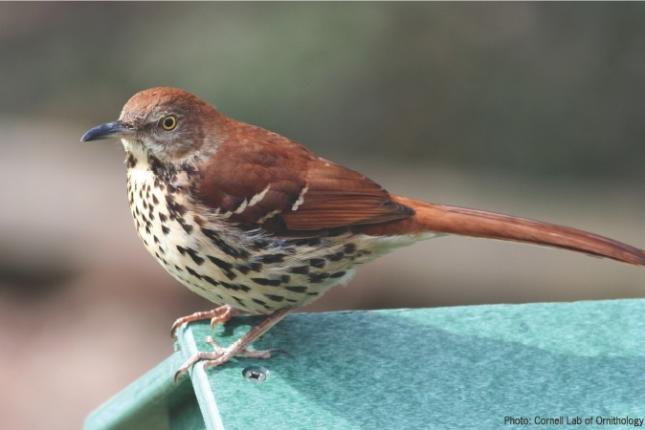 Brown Thrasher