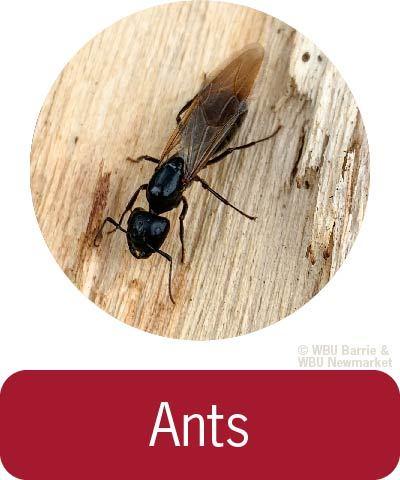Problem Solving - Ants 