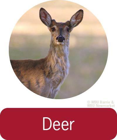 Problem Solving - Deer 
