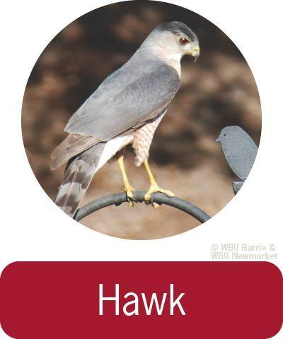 Problem Solving - Hawks