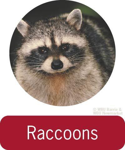 Problem Solving - Raccoons