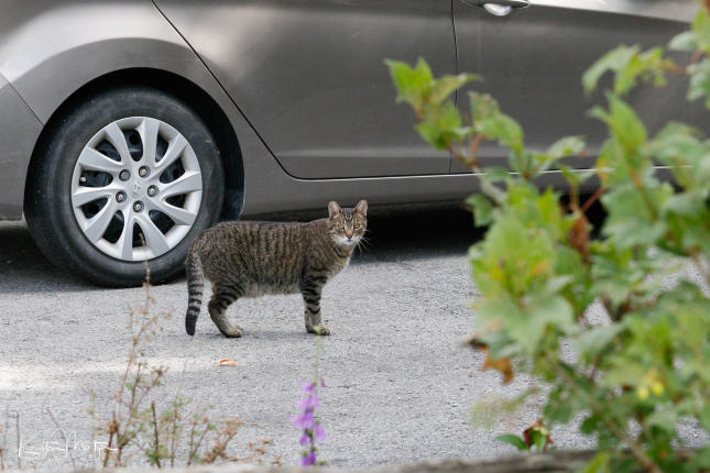 Outdoor Cat