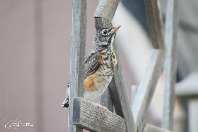 American Robin Fledgling