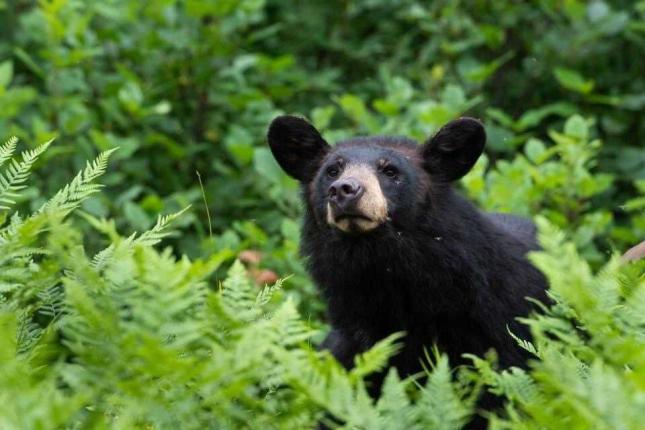 Black Bear