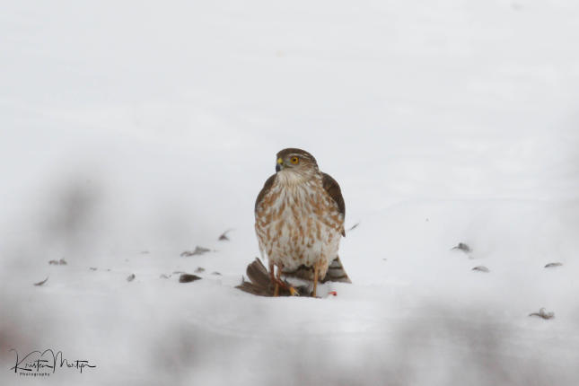 Cooper’s Hawk (Accipiter cooperii)