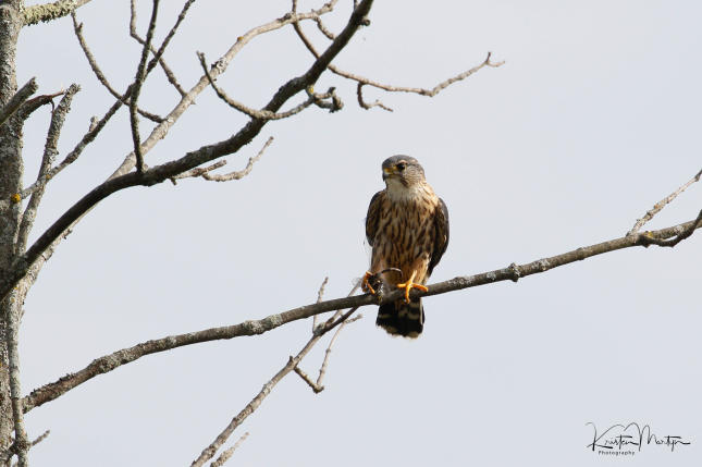 Merlin (Falco columbarius)